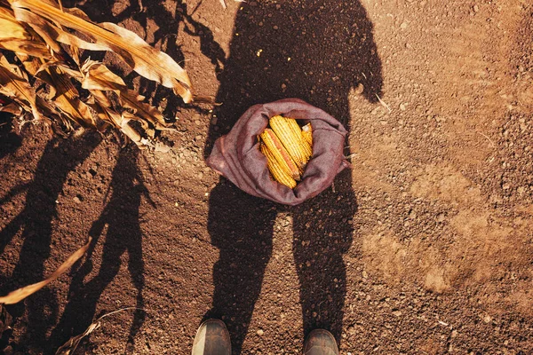 真上に立っている農夫収穫黄麻布の袋 ゴム長靴の足の平面図でトウモロコシの穂軸 — ストック写真