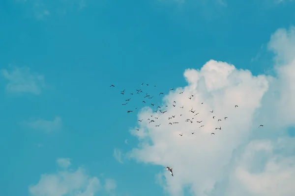 Stado Ptaków Przelatujących Razem Niebie — Zdjęcie stockowe