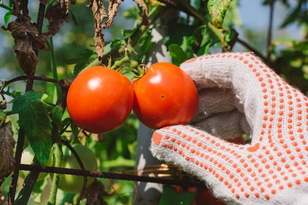 Recogiendo Tomate Mano Huerta Orgánica Cerca — Foto de Stock