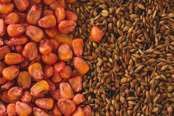 Corn Sorghum Sudan Grass Seed — Stock Photo, Image