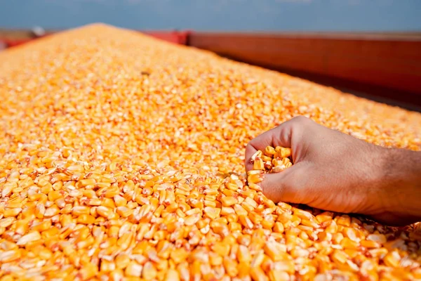 Agricultor Punhado Grãos Milho Colhidos Monte Carregado Reboque Trator Mãos — Fotografia de Stock