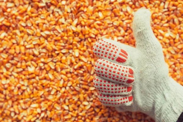 Задоволені Фермери Жестикулюють Над Зібраними Кукурудзяними Ядрами Після Хорошого Врожаю — стокове фото