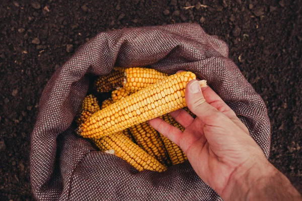 农夫采摘收获玉米棒子从粗麻布袋子 手的顶部看法以选择性焦点 — 图库照片