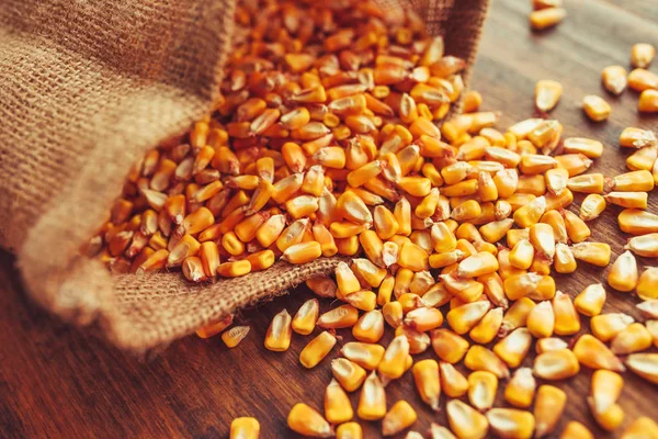 Harvested Corn Kernels Spilling Out Burlap Sack Concept Abundance Great — Stock Photo, Image