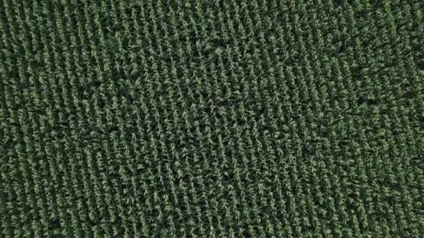 栽培した緑のトウモロコシ畑の空中ドローン上面図 上から見た農業プランテーションの抽象的な質感 — ストック動画
