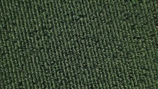 Vue aérienne par drone du champ de maïs vert cultivé, texture abstraite de la plantation agricole d'en haut