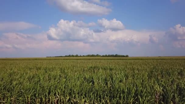 Drone survolant champ de maïs, beau ciel avec des nuages en arrière-plan 