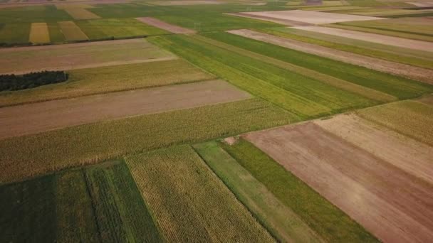 Drone Beelden Van Akkers Zomer Duidelijke Platteland Landschap Van Hoge — Stockvideo