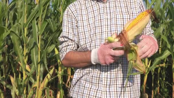 Épluchage Écorce Maïs Sur Épi Dans Champ Cultivé Pendant Récolte — Video