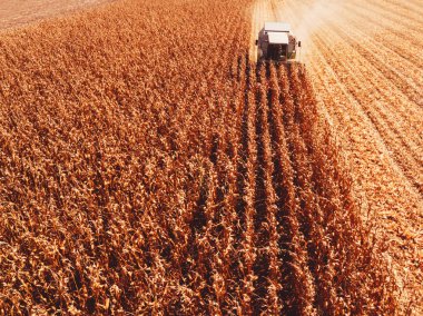 Aerial photography of combine harvester harvesting corn crop field from drone point of view clipart