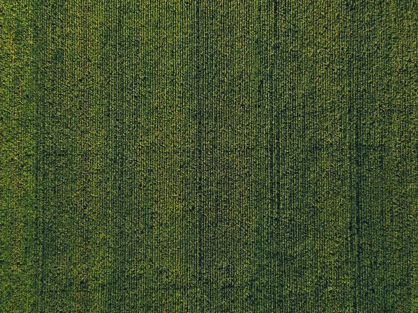 Letecký Pohled Pěstované Kukuřice Cukrové Plantáže Pohled Shora Drone Pov — Stock fotografie