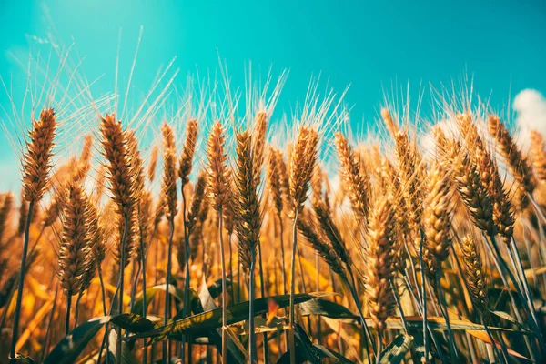 Cultivos Cereales Campo Agrícola Cultivado —  Fotos de Stock