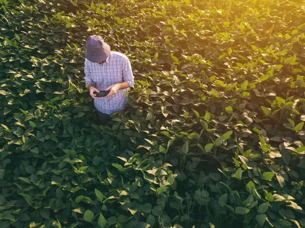 ドローンを使用して観察し 制御する農家農業栽培大豆畑 — ストック写真