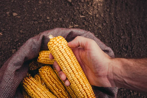農民狩り収穫黄麻袋の選択的なフォーカスを持つ手の平面図からトウモロコシの穂軸 — ストック写真