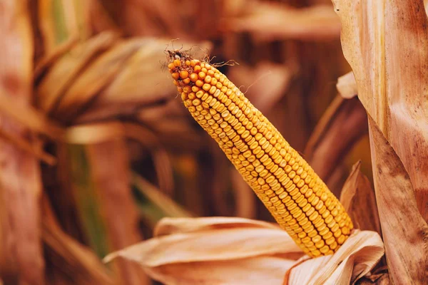 Érett Kukorica Cob Művelt Búzatábla Készen Áll Betakarított — Stock Fotó