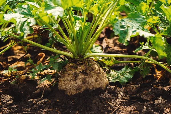 Primo Piano Della Barbabietola Zucchero Campo Coltura Radici Mature Pronto — Foto Stock