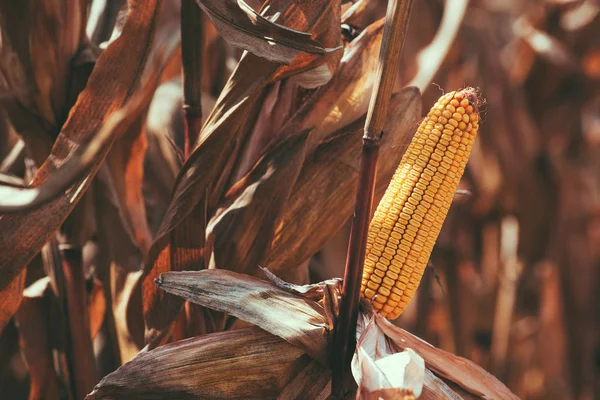 Corn Field Yellow Cob Plant Stalk — Stock Photo, Image