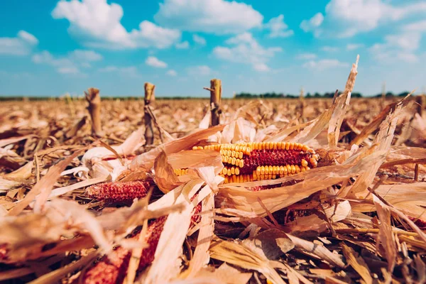 Mazorca Maíz Suelo Sobras Para Recoger Campo Cultivado Cosechado —  Fotos de Stock