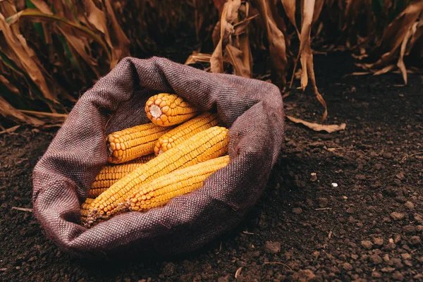 Montón Mazorcas Maíz Cosechadas Saco Arpillera Dejado Campo — Foto de Stock