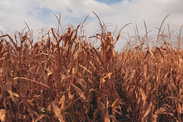 Ripe Cornfield Ready Harvest Season — Stock Photo, Image