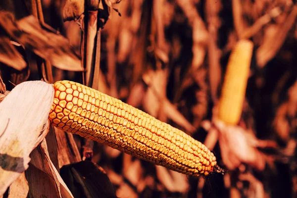 Fully Developed Ear Corn Cob Cultivated Field — Stock Photo, Image