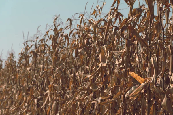 Espiga Madura Maíz Sobre Tallo Planta Lista Para Cosecha — Foto de Stock