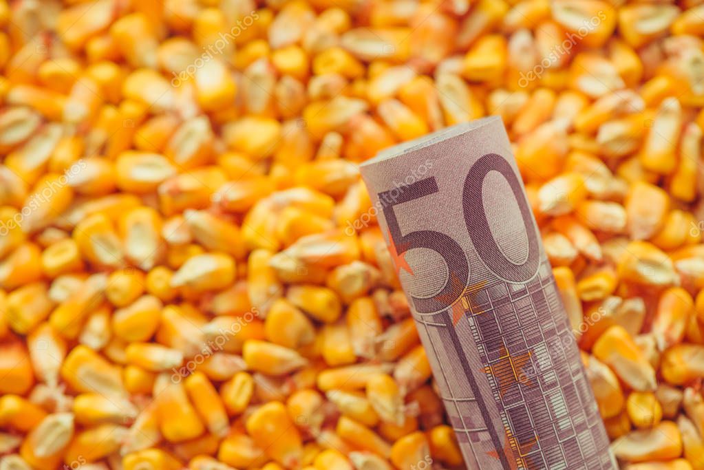 Billete De Quinientos Euros En Grano De Ma z Cosechado Enfoque Billete De Quinientos Euros En Grano De Ma z Cosechado Enfoque