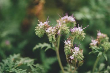 Phacelia tanacetifolia bir yıllık bitki olarak da bilinen dantelli phacelia, mavi solucan otu veya mor solucan otu var. Çok sığ derinlik-in tarla ile seçici odak.