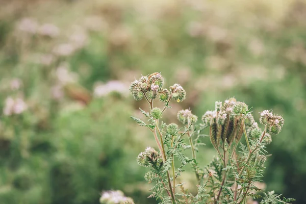 Phacelia Tanacetifolia Цветущая Поле Вид Растений Известен Распространенными Названиями Кружевной — стоковое фото