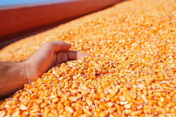 农夫少量收获的玉米仁从堆装载入拖拉机拖车 手在玉米五谷堆作为丰盈和大产量的概念在成功的收获以后 — 图库照片