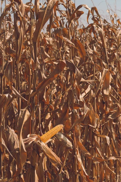 Ripe Ear Corn Plant Stalk Ready Harvest — Stock Photo, Image