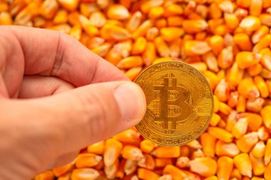 Bitcoin mısır çekirdekleri yığın üzerinde elinde cryptocurrency için kavramsal görüntü emtia ticaret ticari faaliyetle ilgili Tarım işinde