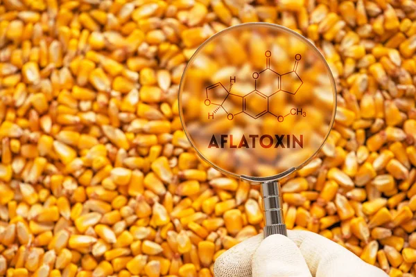 科学家发现的玉米籽粒中黄曲霉毒素有毒致癌物质的概念图象 — 图库照片