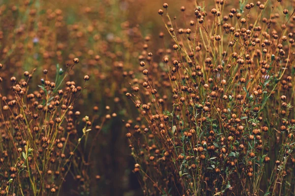 Common Flax Linseed Linum Usitatissimum Capsules Ripening Cultivated Field — Stock Photo, Image