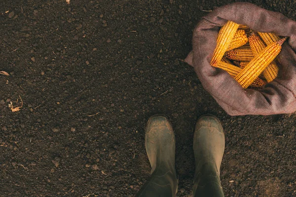 农夫站立在被收获的玉米棒子之上在粗麻布袋子 脚的顶部看法在橡胶靴 — 图库照片