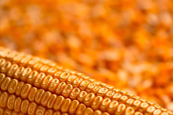 Corn Cob Golden Seed Kernels Conceptual Image Valuable Agricultural Crop — Stock Photo, Image