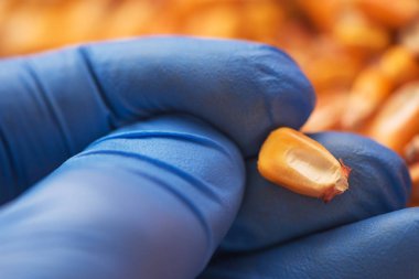 Hasat Mısır tohumu taneleri, bilim adamı muayene kalitesini tahıl tutan el ile kapatın