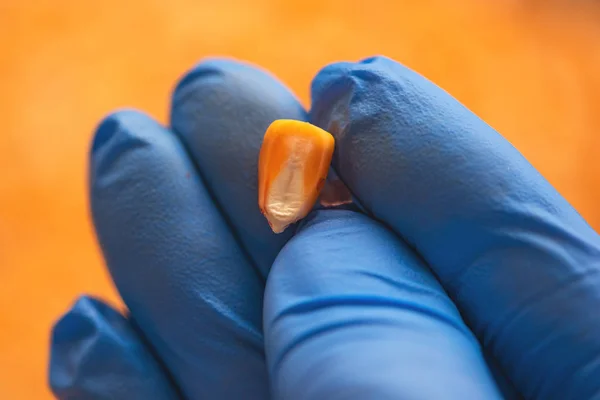 Scientist Examining Quality Harvested Corn Seed Kernels Close Hand Holding — Stock Photo, Image