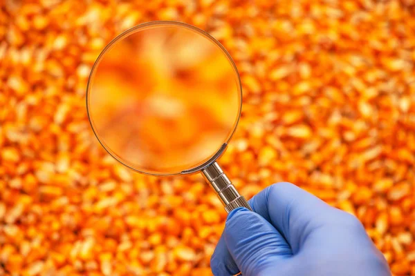Επιστήμονας Εξετάζει Ποιότητα Του Ψίχα Συγκομιδή Καλαμποκιού Κοντινό Πλάνο Του — Φωτογραφία Αρχείου