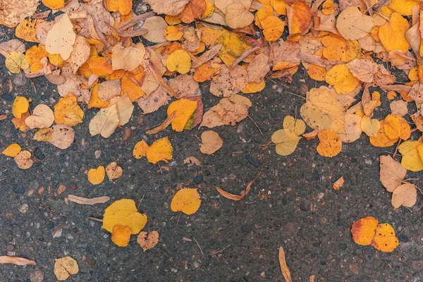Жовте Осіннє Листя Асфальтній Дорозі Вид Зверху Тло Осіннього Сезону — стокове фото