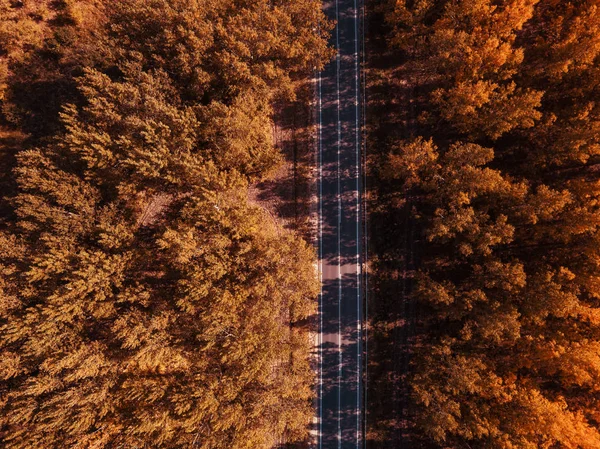 Aerial Valokuvaus Tyhjä Tie Läpi Syksyn Metsä Ylhäältä Katsottuna Drone — kuvapankkivalokuva