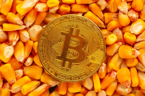 Bitcoin Bovenop Maïs Kernels Heap Conceptuele Afbeelding Voor Commerciële Activiteiten — Stockfoto