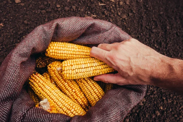 Farmer Szedés Betakarított Kukorica Csövek Zsákvászon Zsák Felülnézet Kézzel Szelektív — Stock Fotó