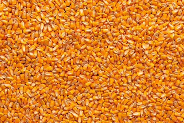 Ядра Зерна Кукурузы Кучи После Сбора Урожая Видны Сверху — стоковое фото