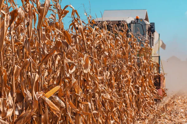 Moderner Mähdrescher Erntet Kultivierten Reifen Mais Auf Dem Feld — Stockfoto