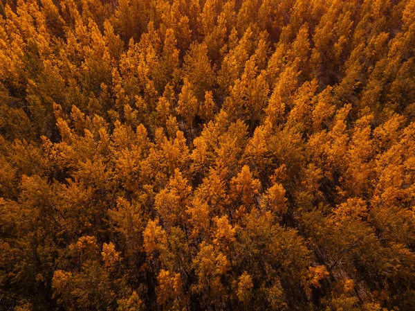 秋の森のドローンの視点 美しい黄金の茶色の梢からの風景 — ストック写真