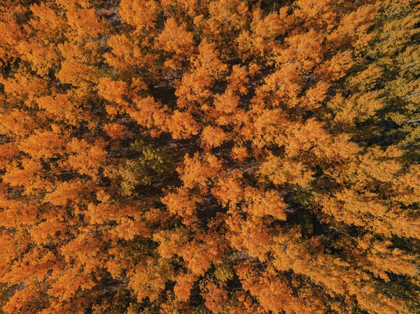 Flygfoto Vacker Skog Höst Brittsommar Landskapet Från Drone Synvinkel — Stockfoto