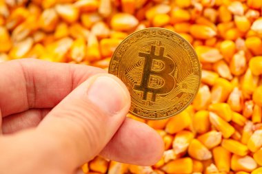 Bitcoin mısır çekirdekleri yığın üzerinde elinde cryptocurrency için kavramsal görüntü emtia ticaret ticari faaliyetle ilgili Tarım işinde