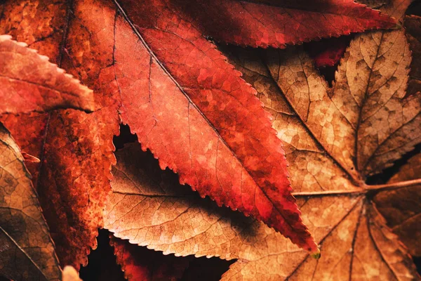 乾燥した地面に紅葉 秋のシーズンの背景 — ストック写真