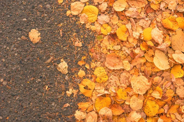 Asfalt Yolda Yukarıdan Sonbahar Sezonu Arka Plan Sarı Sonbahar Yaprakları — Stok fotoğraf